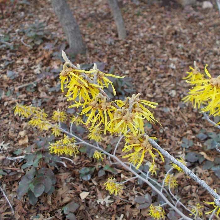 Witch Hazel, Arnold Promise Witch Hazel