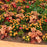 Coral Bells, Caramel Coral Bells