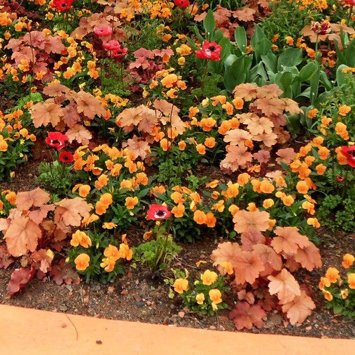 Coral Bells, Caramel Coral Bells