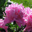 Peony, Monsieur Jules Elie Peony