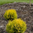 Arborvitae, Anna's Magic Ball® Arborvitae