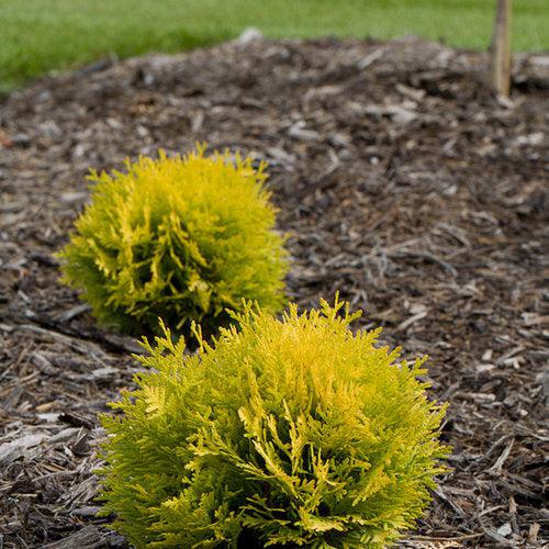 Arborvitae, Anna's Magic Ball® Arborvitae