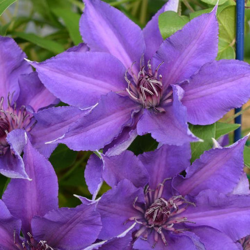 Clematis, Edda™ Clematis
