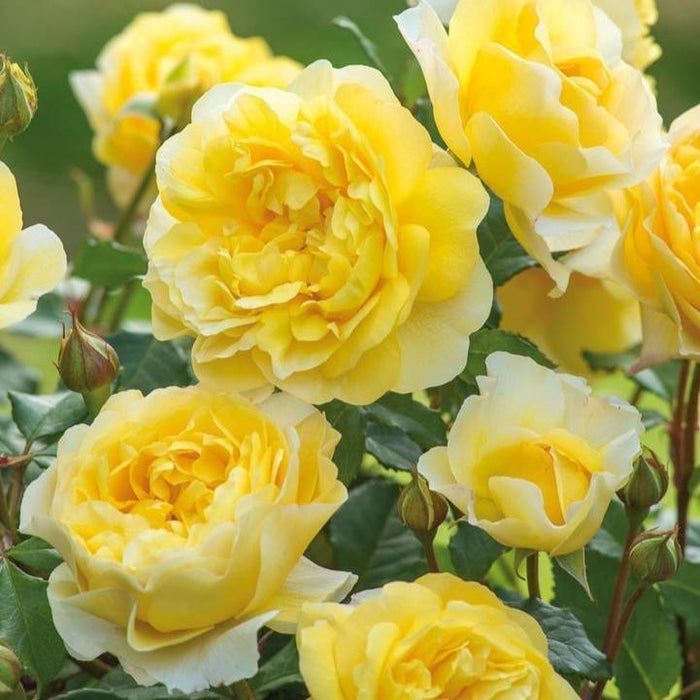 Rose, The Poet's Wife Rose
