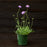 Scabiosa columbaria 'Butterfly Blue'  - Butterfly Blue Pincushion Flower