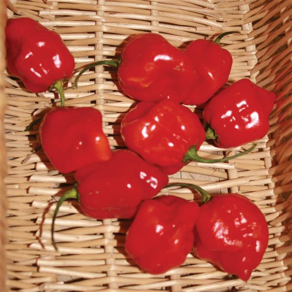 Pepper, Red Habanero Pepper