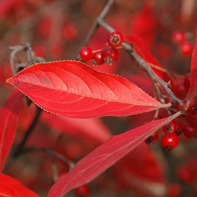 Chokeberry, Brilliant Red Chokeberry