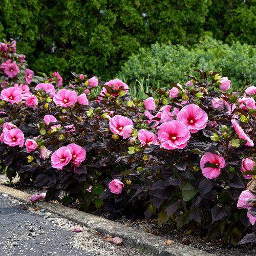 Hibiscus, Summerific® Edge of Night Hibiscus