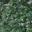 Privet, California Privet