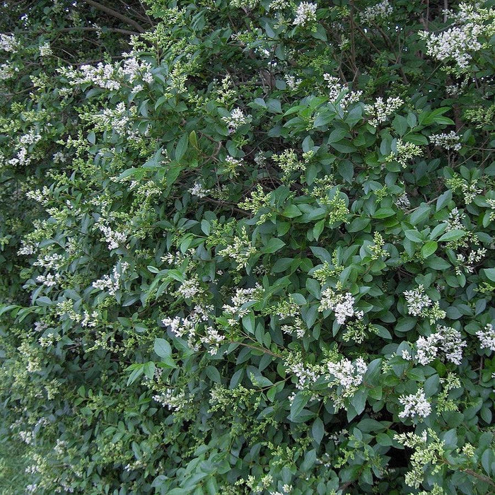 Privet, California Privet
