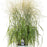 Grass, Prairie Winds® Niagara Falls Switch Grass