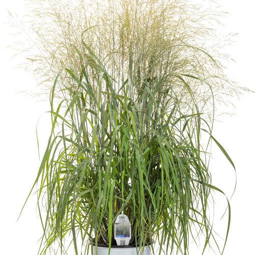 Grass, Prairie Winds® Niagara Falls Switch Grass