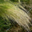Grass, Mexican Feather Grass