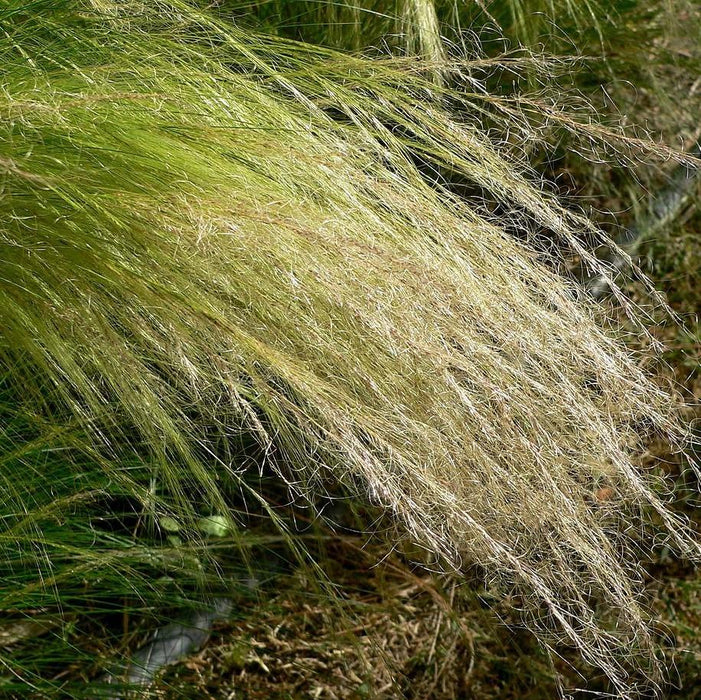 Grass, Mexican Feather Grass