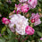 Rose, Mary Delany® Climbing Rose