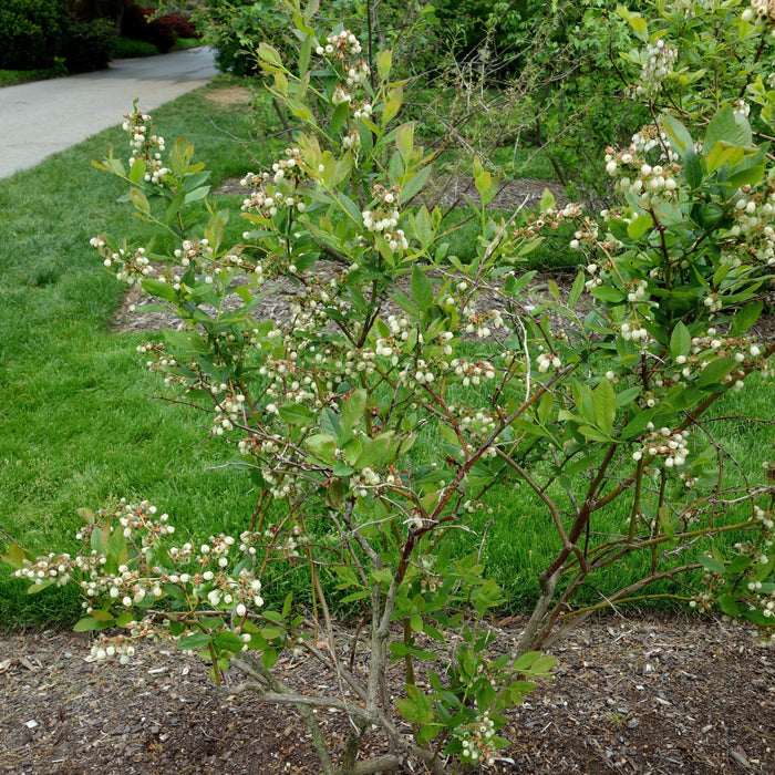 Blueberry, Patriot Highbush Blueberry