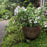 Hydrangea, Fairytrail Bride® Cascade Hydrangea