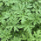 Scented Geranium, Citronella Scented Geranium