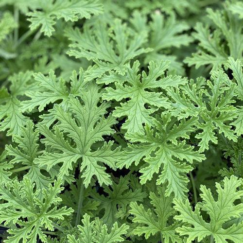 Scented Geranium, Citronella Scented Geranium