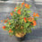 Trumpet Bush, Chicklet® Orange Trumpet Bush