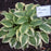 Hosta, Wide Brim Hosta