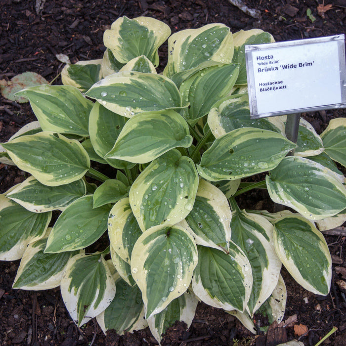 Hosta, Wide Brim Hosta