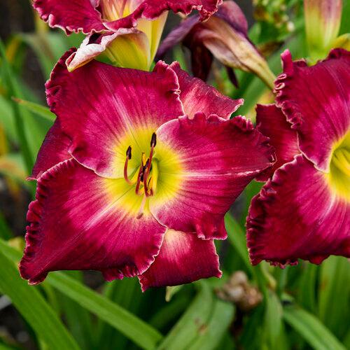 Daylily, PW® Rainbow Rhythm® Blood, Sweat, and Tears Daylily