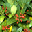 Skimmia, Japanese Skimmia