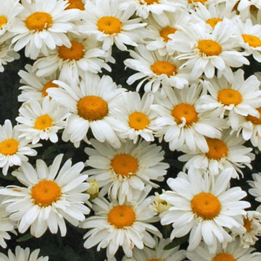 Shasta Daisy, Whoops-a-Daisy Shasta Daisy