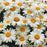 Shasta Daisy, Whoops-a-Daisy Shasta Daisy