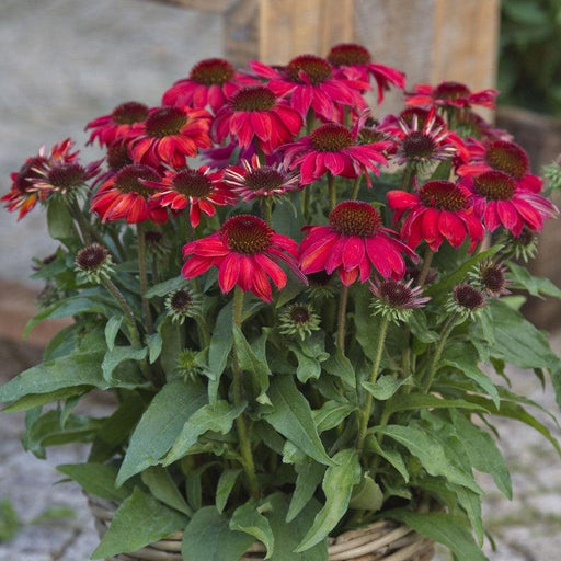 Coneflower, SunMagic® Vintage Ruby Echinacea
