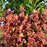 Coral Bells, Caramel Coral Bells