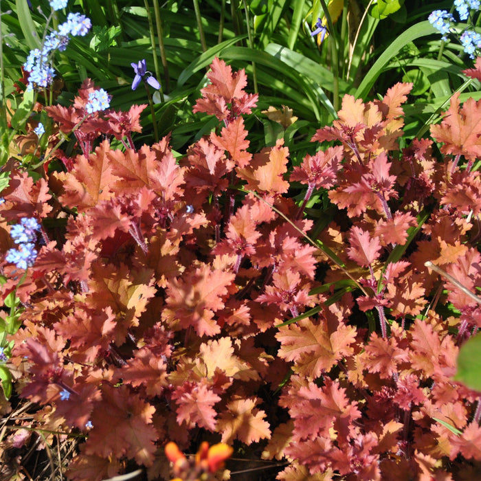 Coral Bells, Caramel Coral Bells