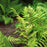 Fern, Eastern Wood Fern, Leatherwood Fern