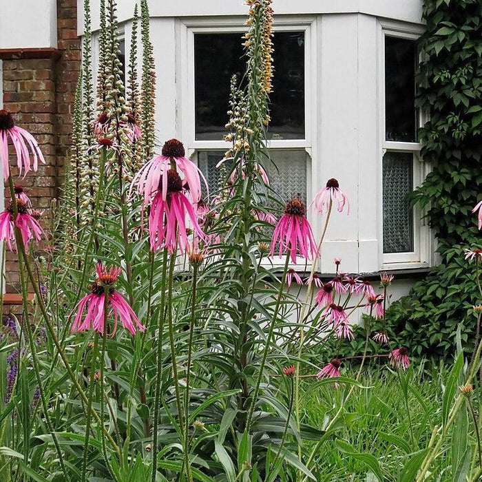 Coneflower, Pale Purple Coneflower