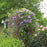 Clematis, The President Clematis