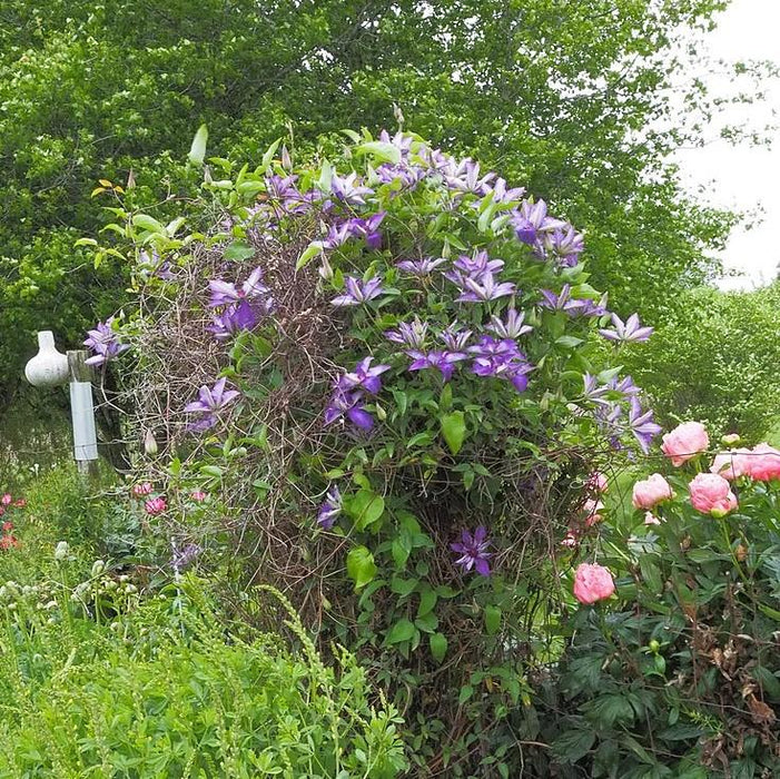 Clematis, The President Clematis