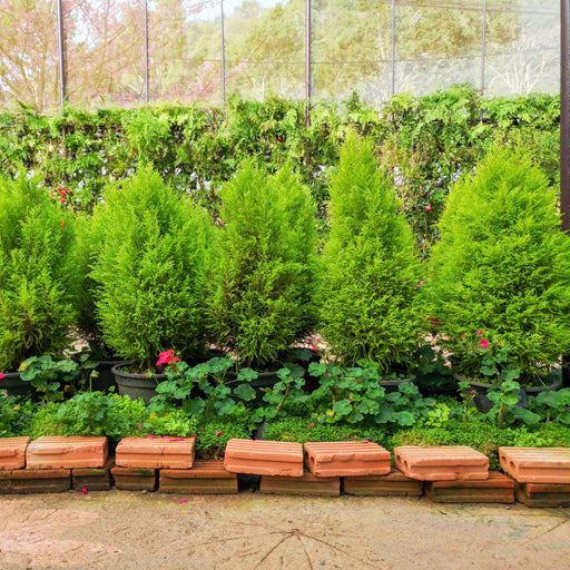 Juniper, Columnar Hetzi Juniper