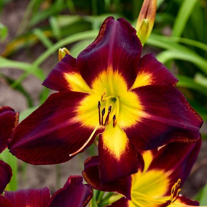 Daylily, Rainbow Rhythm® Persian Ruby Daylily
