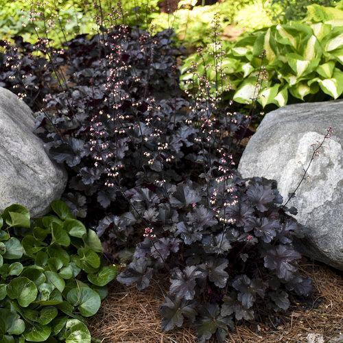 Coral Bells, Primo® Black Pearl Coral Bells
