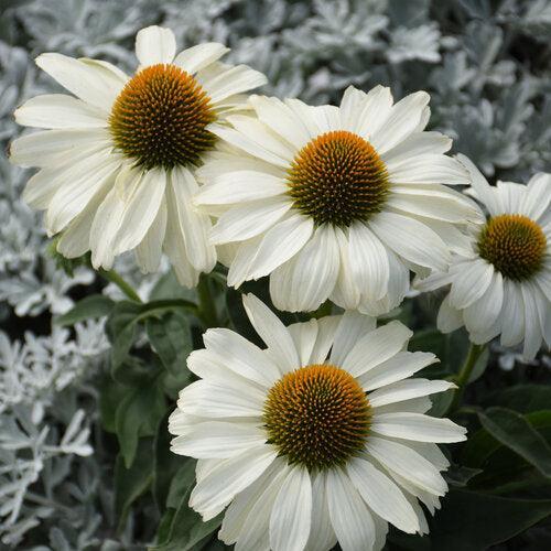 Coneflower, PW® Color Coded® The Price is White Echinacea