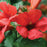 Trumpet Vine, Summer Jazz™ Fire Campsis