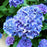 Hydrangea, Nantucket Blue™ Hydrangea