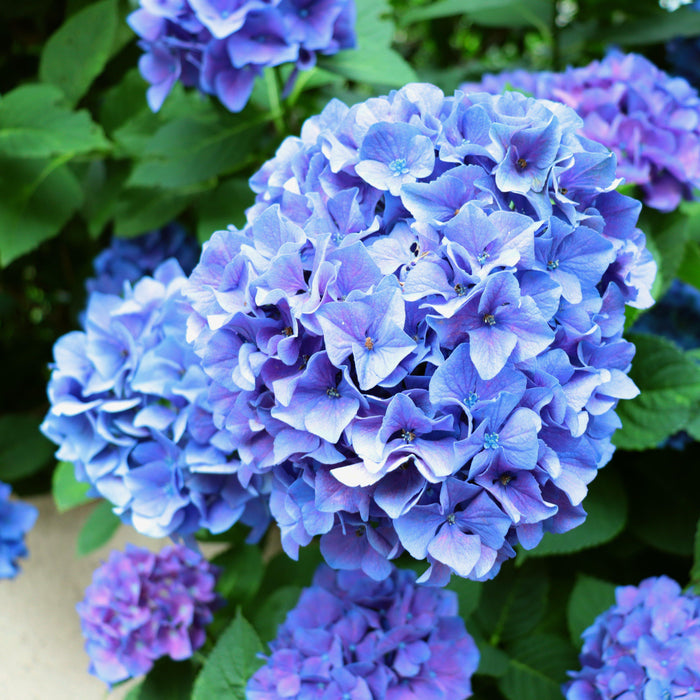 Hydrangea, Nantucket Blue™ Hydrangea