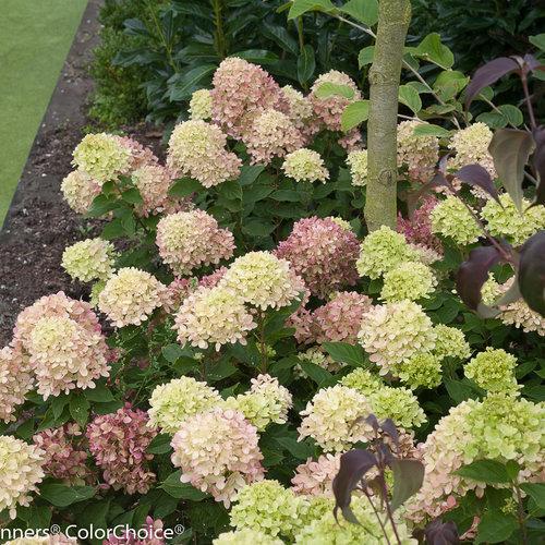 Hydrangea, Proven Winners® Little Lime® Hydrangea