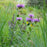 Bee Balm, Sugar Buzz® Blue Moon Bee Balm