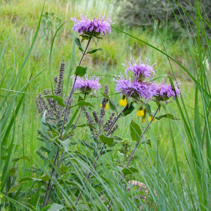 Bee Balm, Sugar Buzz® Blue Moon Bee Balm