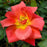 Rose, Rise Up® Emberays® Climbing Rose
