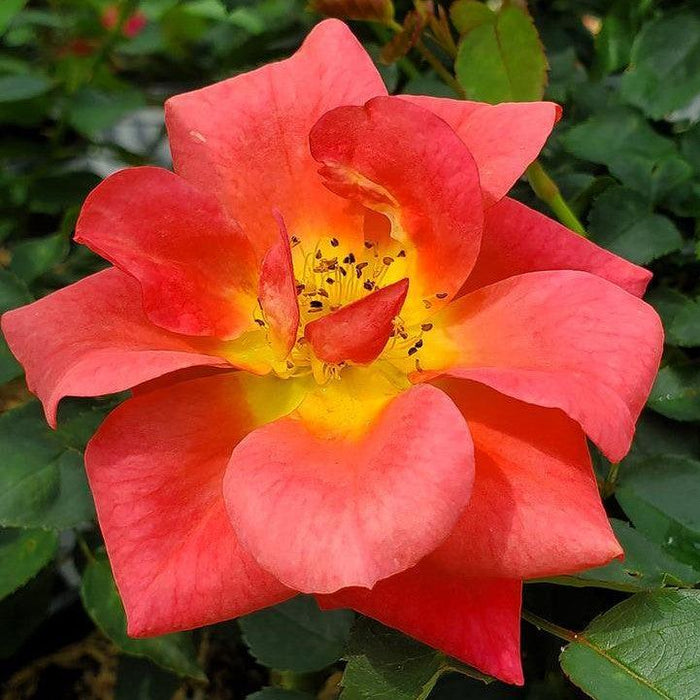 Rose, Rise Up® Emberays® Climbing Rose