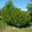 Senna hebecarpa  - Wild Senna